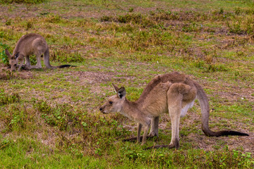Naklejka na ściany i meble Little kangaroo crouched in Coombabah