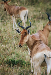 Topi Antelopes (Damaliscus korrigum) at the Masai Mara National Reserve in Kenya, Africa.