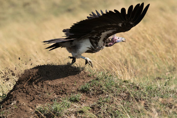 The lappet-faced vulture takeoff, Masai Mara