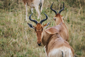 Naklejka na ściany i meble Topi Antelopes (Damaliscus korrigum) at the Masai Mara National Reserve in Kenya, Africa.