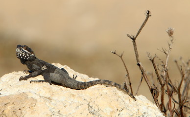 lizard sitting on a stone on the shores of the Mediterranean Sea in northern Israel and basking in the sun