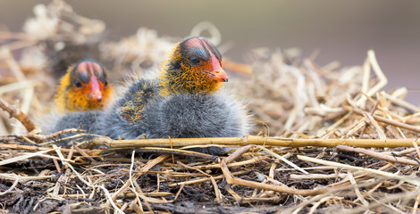 Two Red-knobbed coot chicks sit on nest of dry twigs