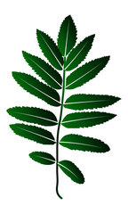 Green vector leaf silhouette