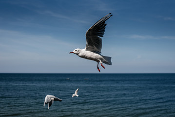 White bird gull in flight in the blue sky on the coast sea in summer