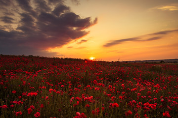 Poppy field at sunset, warm light