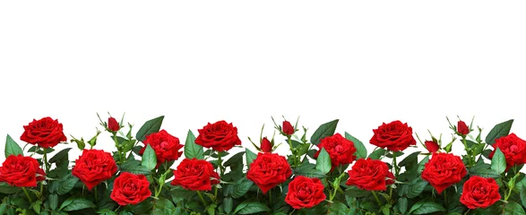 Foto auf Glas Rote Rosenblüten in einer Bordüre © Ortis