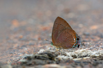 Fototapeta na wymiar Chocolate Royal or Remelana jangala ravata (Moore, 1866), beautiful brown butterfly eating some food from dung at the side of a road, Thung salaeng luang national park, Thailand.