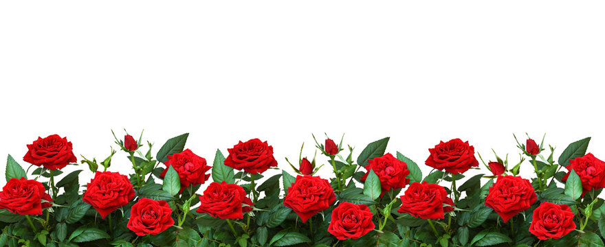 Red rose flowers in a border