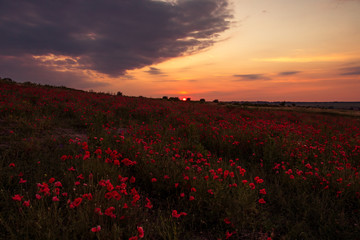 Fototapeta na wymiar Poppy field at sunset, warm light