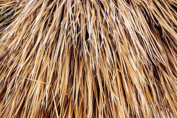 texture of dry palm leaves or straw