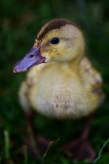 Duckling