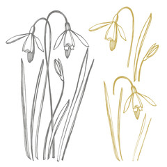 Snowdrop spring flowers. Botanical plant illustration. Vintage medicinal herbs sketch set of ink hand drawn medical herbs and plants sketch