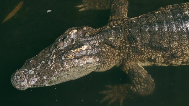 Close Up Crocodile Resting in Water
