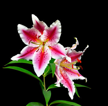Elegant spotted pink with white lilies on a black background