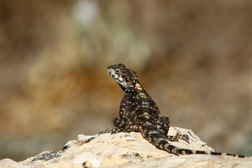 lizard sitting on a stone on the shores of the Mediterranean Sea in northern Israel and basking in the sun