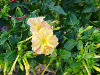 flower in the garden
