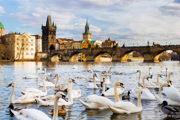 Ducks and swans swim in the Vltava river against the background of the Charles Bridge, spring Prague