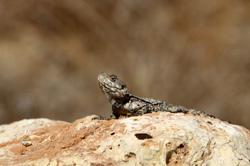 lizard sitting on a stone on the shores of the Mediterranean Sea in northern Israel and basking in the sun