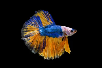 Selbstklebende Fototapeten The moving moment beautiful of yellow and blue siamese betta fish or fancy betta splendens fighting fish in thailand on black background. Thailand called Pla-kad or half moon biting fish. © Soonthorn
