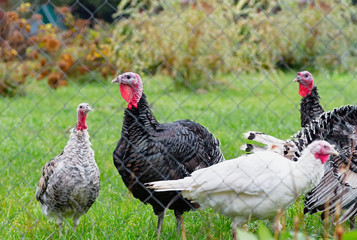 Turkey breeding farm. A flock of turkeys on a farm. Home turkeys graze in the meadow.