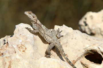 lizard sitting on a stone on the shores of the Mediterranean Sea in northern Israel and basking in the sun
