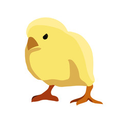 yellow chick realistic vector illustration