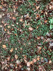 Photo of grass and leaves in the autumn park.