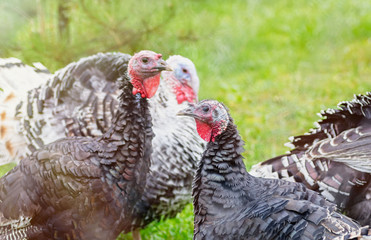 Turkey breeding farm. A flock of turkeys on a farm. Home turkeys graze in the meadow. Selective focus.