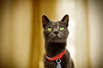 Cat with green eyes.