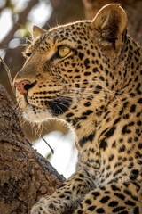 Naklejka premium Profile view of leopard face over the tree looking for preys in the horizon
