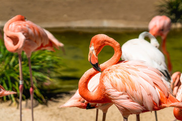 Flamingo. Flock of flamingo in natural background - obrazy, fototapety, plakaty
