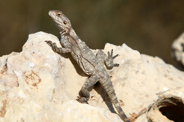 lizard sitting on a stone on the shores of the Mediterranean Sea in northern Israel and basking in the sun