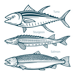 Fish. Fish hand drawn vector illustrations set. Tuna, sturgeon and salmon sketch collection. Part of set. 
