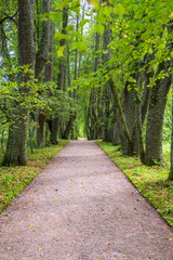 Fototapeta premium path in the forest