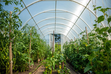 Inside private greenhouse with plants in home garden