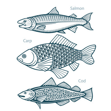 Fish. Fish hand drawn vector illustrations set. Salmon, carp and cod sketch collection. Part of set.