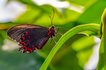 Closeup beautiful butterfly in a summer garden