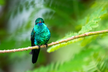 A Blue-chinned Sapphire perches in a garden with lush foliage around.