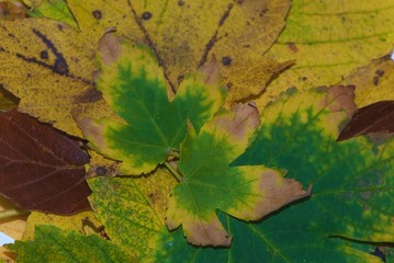 Two autumn small maple leaves
