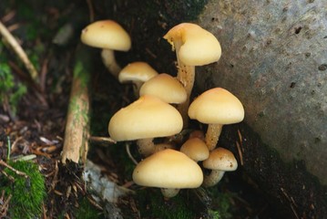 Sulphur tuft, sulphur tuft, clustered woodlover, hypholoma fasciculare