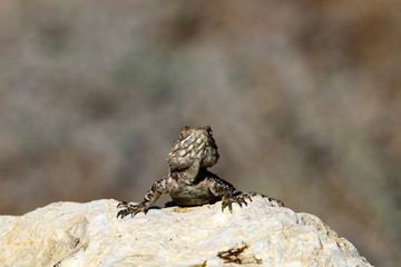 lizard sitting on a stone on the shores of the Mediterranean Sea in northern Israel and basking in the sun