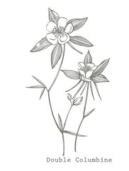 Double Columbine flowers. Collection of hand drawn flowers and plants. Botany. Set. Vintage flowers. Black and white illustration in the style of engravings.