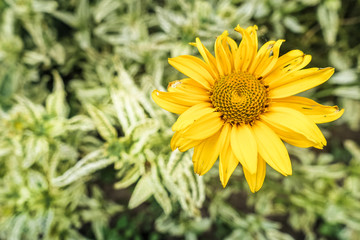 yellow flower with dark middle close-up, light flower on dark green background in summer