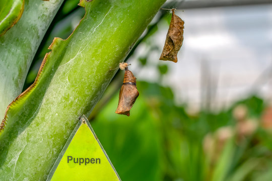 Butterflies farm. Sign In Different butterflies chrysalis on a branch - Stock Image