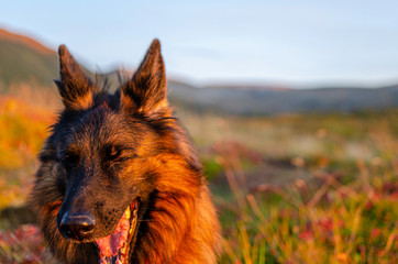 Germanshepherd sunset
