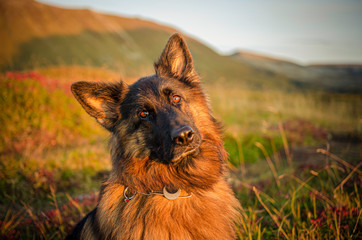 Germanshepherd sunset