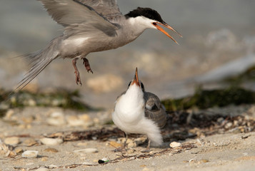 Juvenile white-cheeked tern with mother, Busaiteen coast, Bahrain 