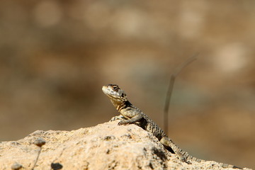 lizard sitting on a stone on the shores of the Mediterranean Sea in northern Israel and basking in the sun