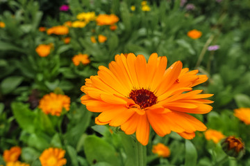orange flower with dark middle close-up, light flower on dark green background in summer