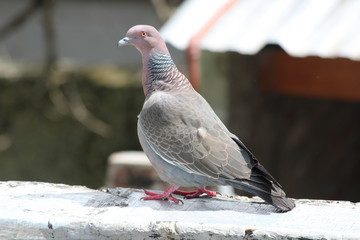 ave, paloma, paloma, naturaleza, animal, fauna, emplumar, blanco, pico, emplumar, inhospitalario, paz, alas, bragueta, madera, alas, ave, ocular, gris, símbolo, animal, libertad, verde, azul